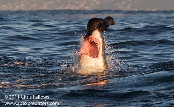 50 Perfectly Timed Animal Photos 50 Perfectly Timed Animal Photos