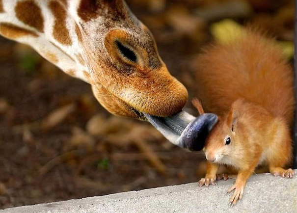 50 Perfectly Timed Animal Photos 50 Perfectly Timed Animal Photos