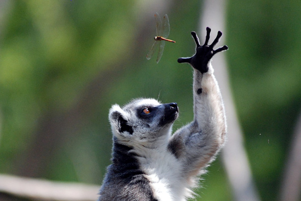 50 Perfectly Timed Animal Photos 50 Perfectly Timed Animal Photos