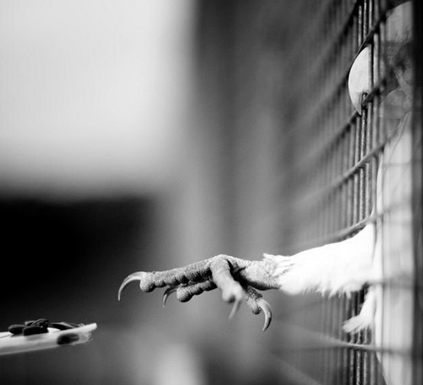 50 Perfectly Timed Animal Photos 50 Perfectly Timed Animal Photos