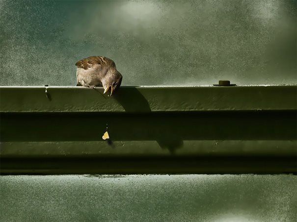 50 Perfectly Timed Animal Photos 50 Perfectly Timed Animal Photos