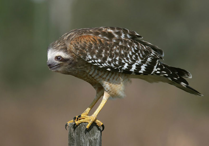 15 New Animal Species Bred in Photoshop 15 New Animal Species Bred in Photoshop