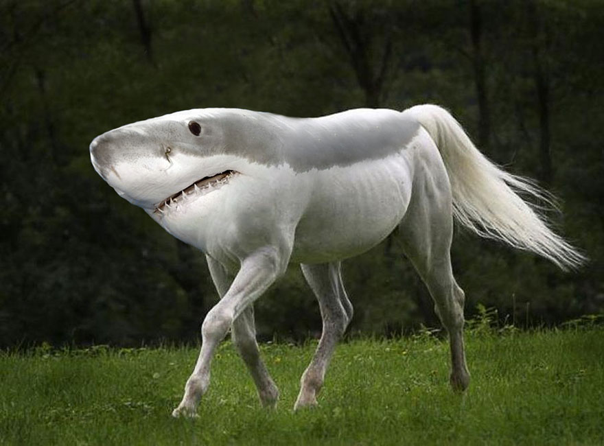 15 New Animal Species Bred in Photoshop 15 New Animal Species Bred in Photoshop