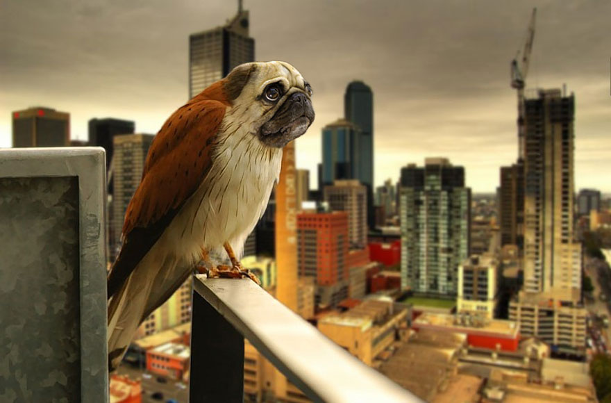 15 New Animal Species Bred in Photoshop 15 New Animal Species Bred in Photoshop