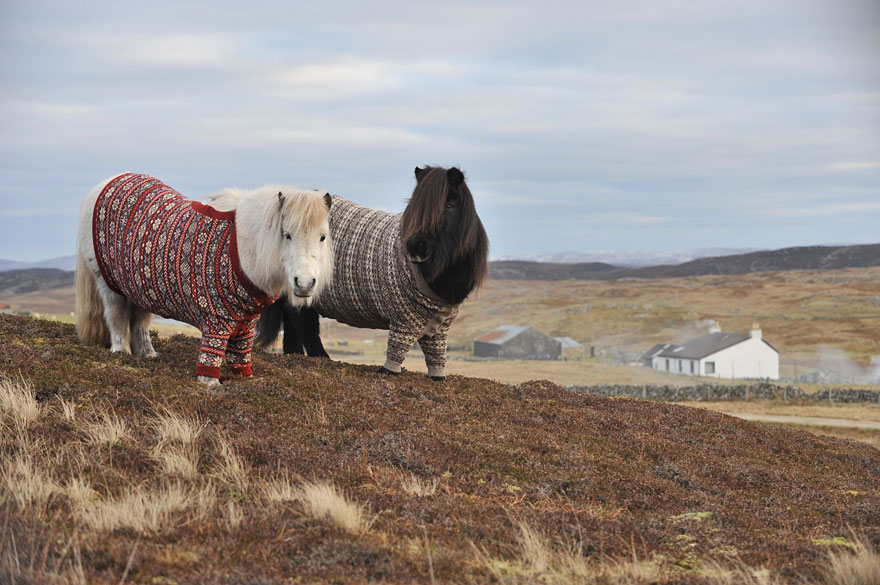Lovely Shetland Ponies Dressed in Sweaters to Promote Scotland Lovely Shetland Ponies Dressed in Sweaters to Promote Scotland