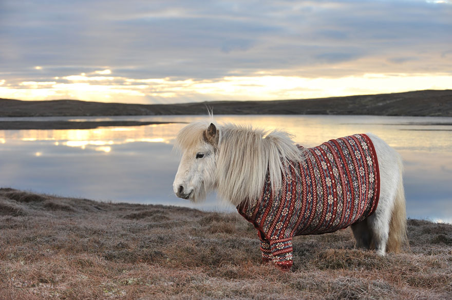 Lovely Shetland Ponies Dressed in Sweaters to Promote Scotland Lovely Shetland Ponies Dressed in Sweaters to Promote Scotland