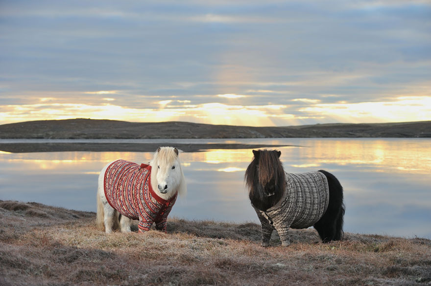 Lovely Shetland Ponies Dressed in Sweaters to Promote Scotland Lovely Shetland Ponies Dressed in Sweaters to Promote Scotland