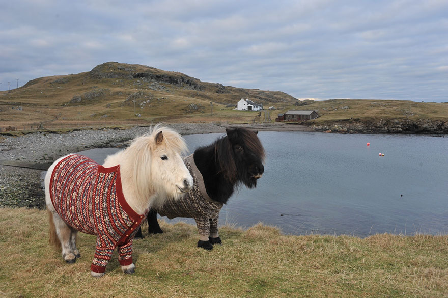 Lovely Shetland Ponies Dressed in Sweaters to Promote Scotland