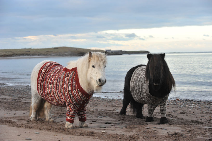 Lovely Shetland Ponies Dressed in Sweaters to Promote Scotland Lovely Shetland Ponies Dressed in Sweaters to Promote Scotland
