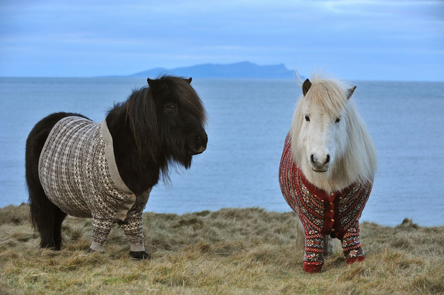 Lovely Shetland Ponies Dressed in Sweaters to Promote Scotland Lovely Shetland Ponies Dressed in Sweaters to Promote Scotland