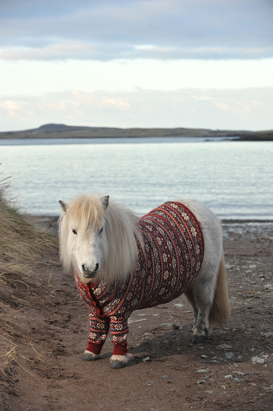Lovely Shetland Ponies Dressed in Sweaters to Promote Scotland