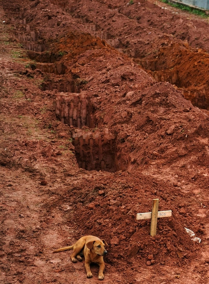 A dog lying next to a fresh grave, conveying a powerful image of loss and loyalty. A dog lying next to a fresh grave, conveying a powerful image of loss and loyalty.