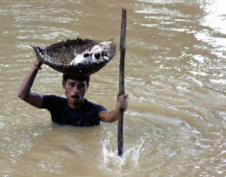 Man wades through floodwater holding a basket with kittens; a powerful image of survival and resilience. Man wades through floodwater holding a basket with kittens; a powerful image of survival and resilience.