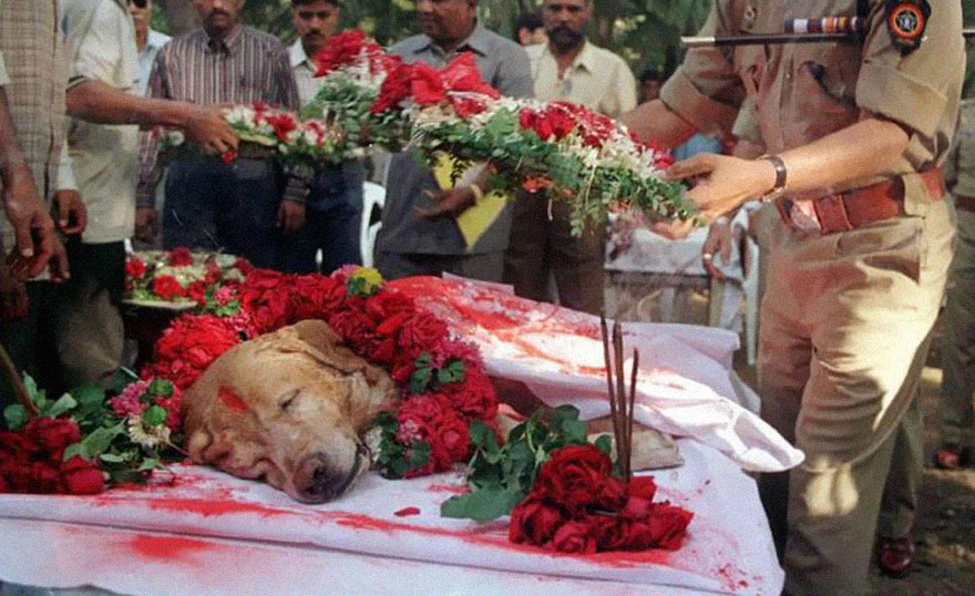 Powerful image of a dog covered in flowers at a funeral, surrounded by people paying respects. Powerful image of a dog covered in flowers at a funeral, surrounded by people paying respects.