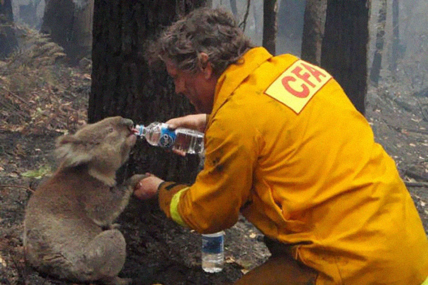 A firefighter gives water to a koala in a forest, showcasing a powerful image of compassion during a wildfire. A firefighter gives water to a koala in a forest, showcasing a powerful image of compassion during a wildfire.