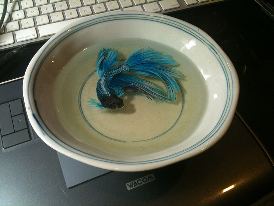 Photorealistic 3D Paintings of Sea Creatures by Keng Lye