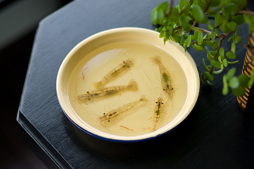 Photorealistic 3D Paintings of Sea Creatures by Keng Lye