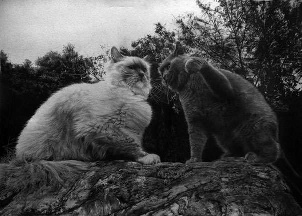 Incredibly Realistic Pencil Drawings by Paul Lung