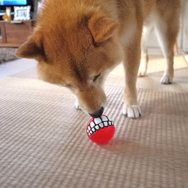Funny Fetch Ball Gives Your Dog a Hilarious Grin 