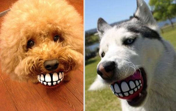 Funny Fetch Ball Gives Your Dog a Hilarious Grin Funny Fetch Ball Gives Your Dog a Hilarious Grin