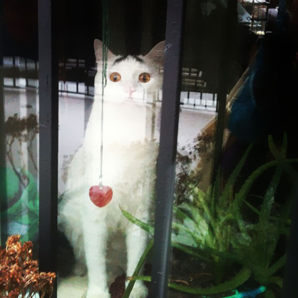 Meet Sam, The Cat With Eyebrows Meet Sam, The Cat With Eyebrows