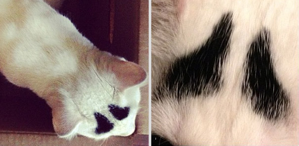 Meet Sam, The Cat With Eyebrows Meet Sam, The Cat With Eyebrows