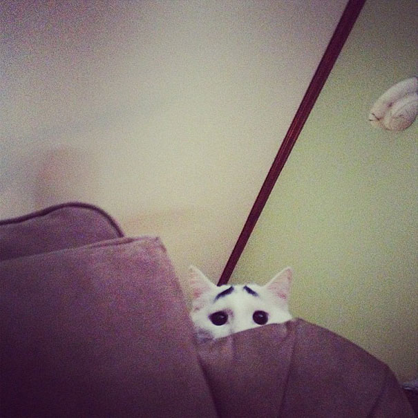 sam-cat-with-eyebrows-7 sam-cat-with-eyebrows-7