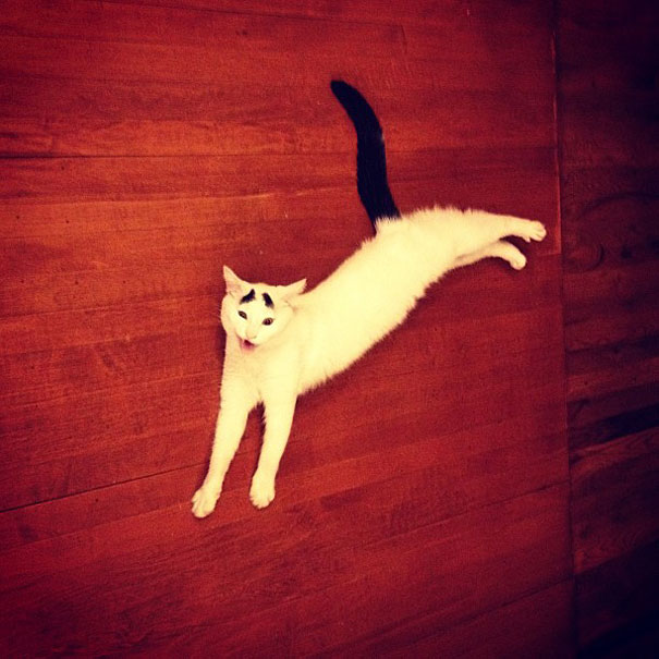 sam-cat-with-eyebrows-9 sam-cat-with-eyebrows-9