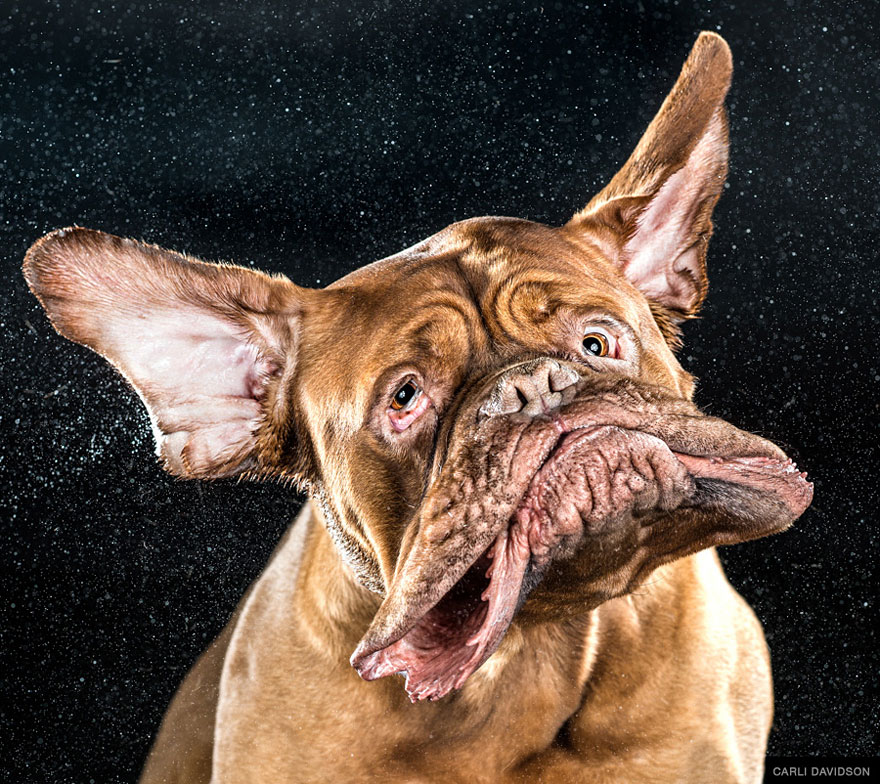Shake: Slow Motion Photos Of Dogs Shaking Their Heads Published As Book Shake: Slow Motion Photos Of Dogs Shaking Their Heads Published As Book