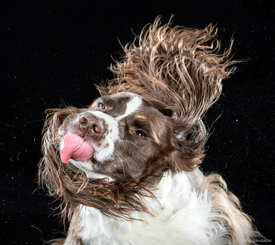 Shake: Slow Motion Photos Of Dogs Shaking Their Heads Published As Book Shake: Slow Motion Photos Of Dogs Shaking Their Heads Published As Book