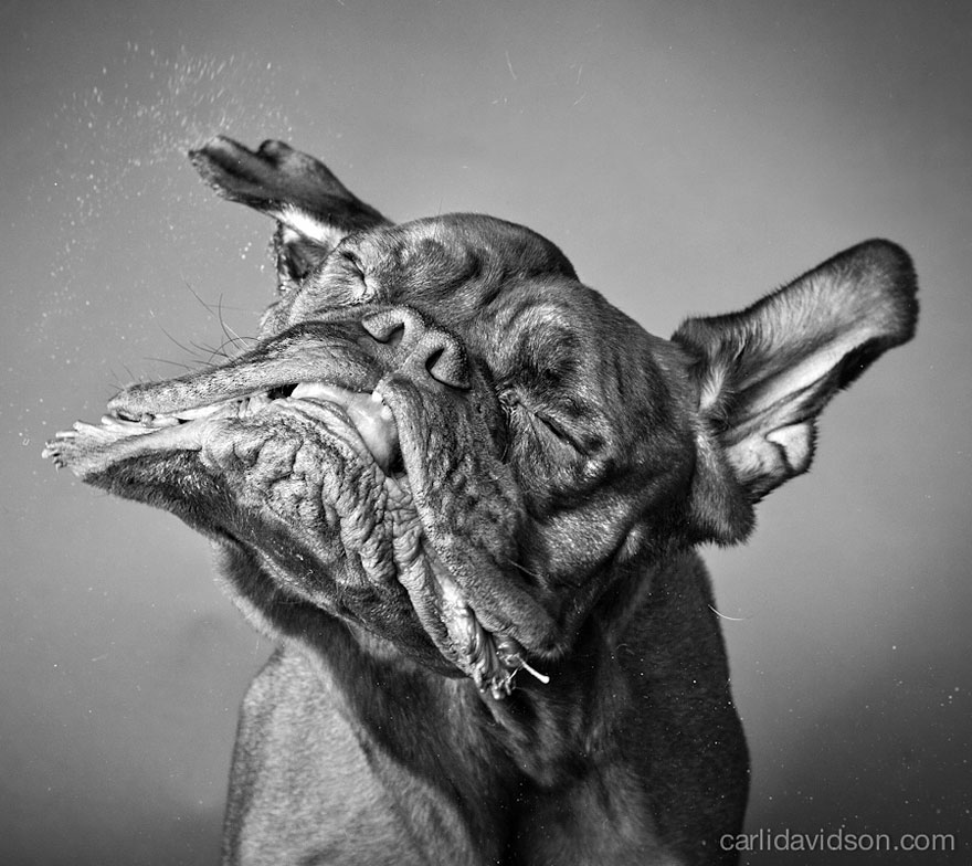 Shake: Slow Motion Photos Of Dogs Shaking Their Heads Published As Book Shake: Slow Motion Photos Of Dogs Shaking Their Heads Published As Book