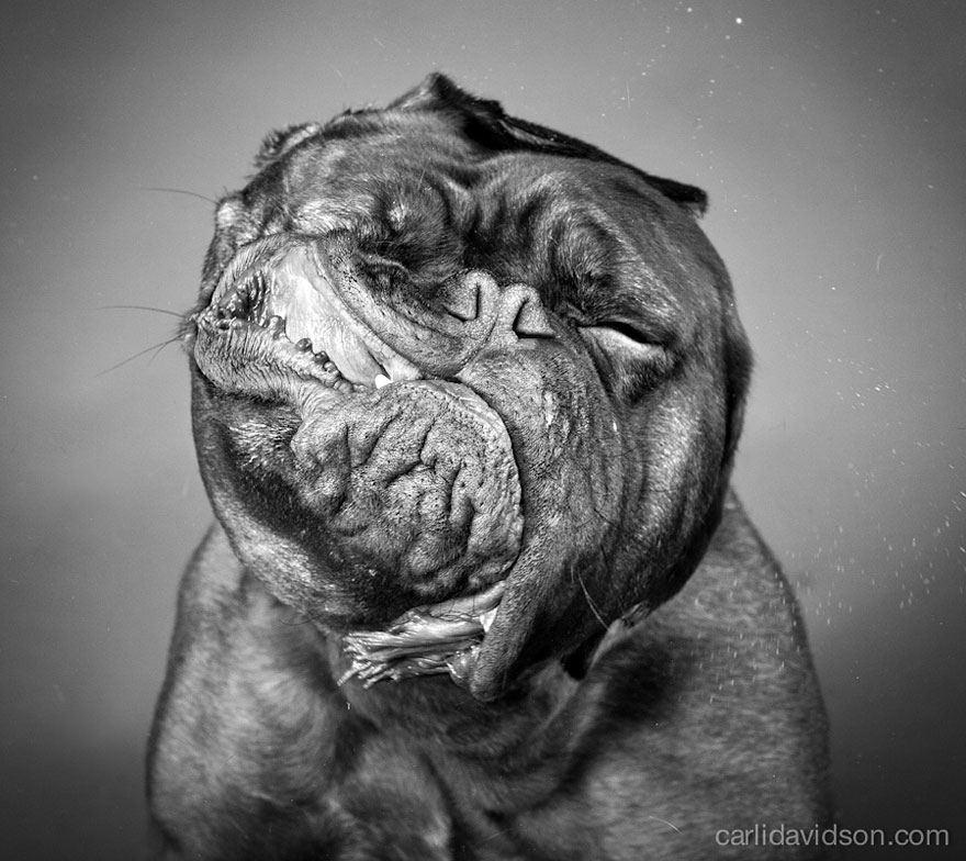 Shake: Slow Motion Photos Of Dogs Shaking Their Heads Published As Book Shake: Slow Motion Photos Of Dogs Shaking Their Heads Published As Book