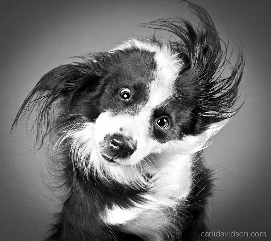 Shake: Slow Motion Photos Of Dogs Shaking Their Heads Published As Book Shake: Slow Motion Photos Of Dogs Shaking Their Heads Published As Book