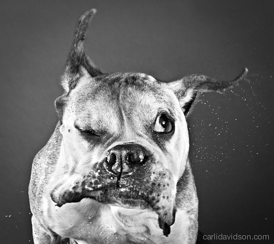 Shake: Slow Motion Photos Of Dogs Shaking Their Heads Published As Book Shake: Slow Motion Photos Of Dogs Shaking Their Heads Published As Book