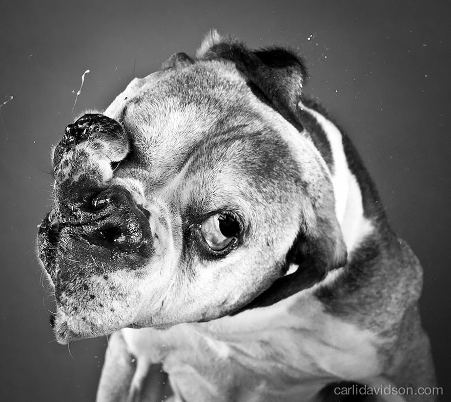 Shake: Slow Motion Photos Of Dogs Shaking Their Heads Published As Book Shake: Slow Motion Photos Of Dogs Shaking Their Heads Published As Book