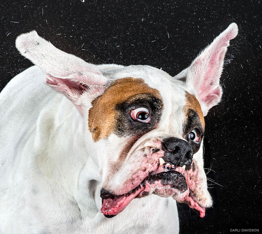 Shake: Slow Motion Photos Of Dogs Shaking Their Heads Published As Book Shake: Slow Motion Photos Of Dogs Shaking Their Heads Published As Book