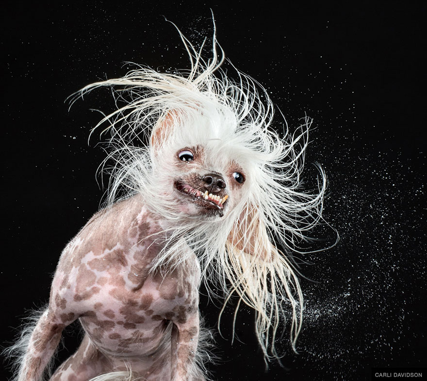 Shake: Slow Motion Photos Of Dogs Shaking Their Heads Published As Book Shake: Slow Motion Photos Of Dogs Shaking Their Heads Published As Book