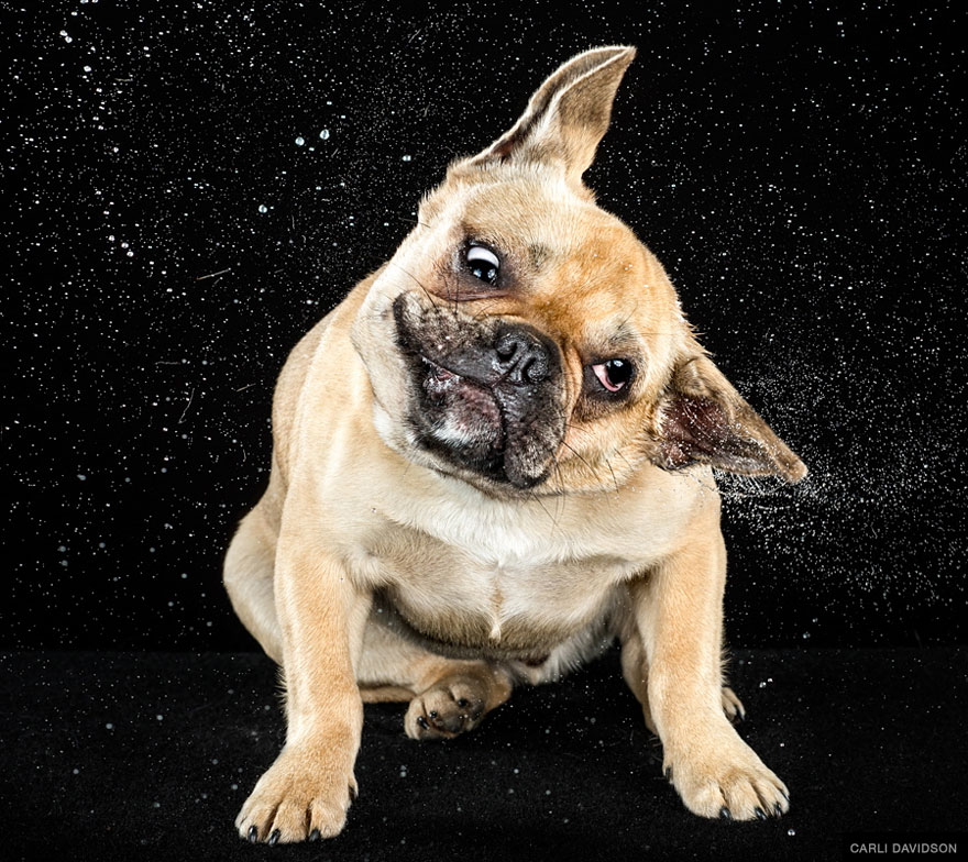 Shake: Slow Motion Photos Of Dogs Shaking Their Heads Published As Book Shake: Slow Motion Photos Of Dogs Shaking Their Heads Published As Book