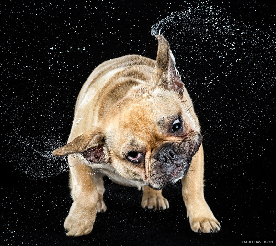 Shake: Slow Motion Photos Of Dogs Shaking Their Heads Published As Book Shake: Slow Motion Photos Of Dogs Shaking Their Heads Published As Book
