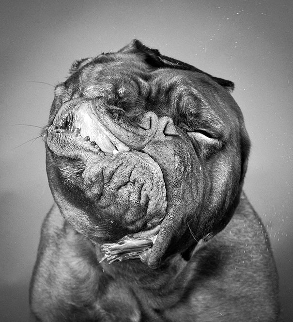 Shake: Dogs Caught In Motion by Carli Davidson Shake: Dogs Caught In Motion by Carli Davidson