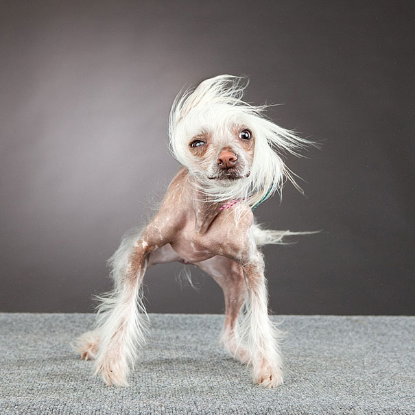 Shake: Dogs Caught In Motion by Carli Davidson Shake: Dogs Caught In Motion by Carli Davidson