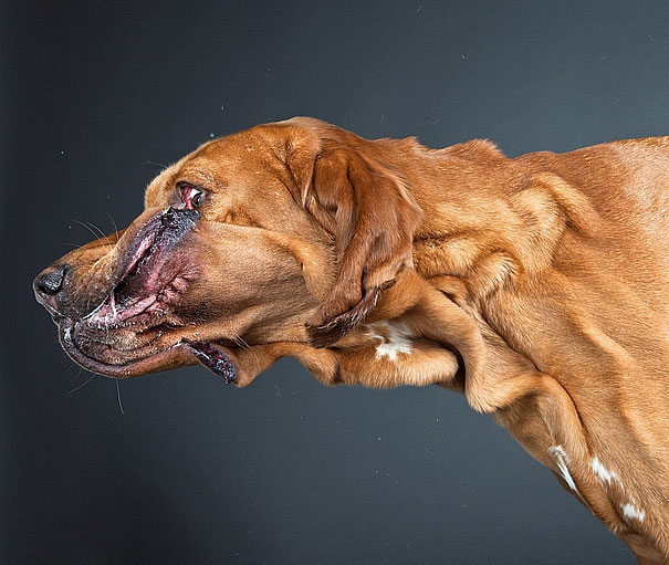 Shake: Dogs Caught In Motion by Carli Davidson Shake: Dogs Caught In Motion by Carli Davidson