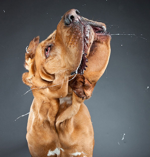 Shake: Dogs Caught In Motion by Carli Davidson Shake: Dogs Caught In Motion by Carli Davidson