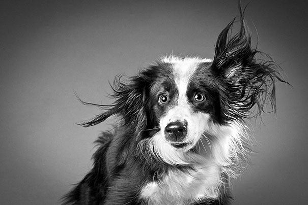 Shake: Dogs Caught In Motion by Carli Davidson Shake: Dogs Caught In Motion by Carli Davidson