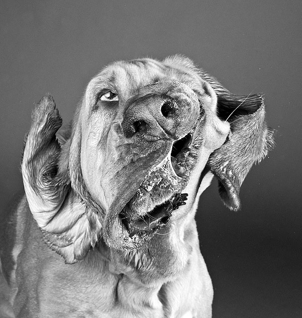 Shake: Dogs Caught In Motion by Carli Davidson Shake: Dogs Caught In Motion by Carli Davidson