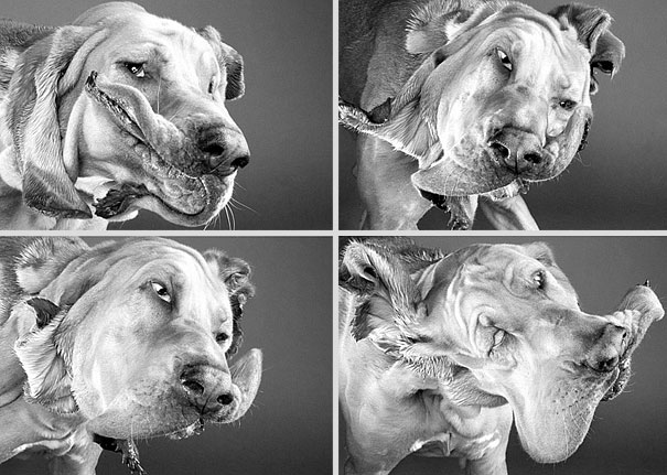 Shake: Dogs Caught In Motion by Carli Davidson Shake: Dogs Caught In Motion by Carli Davidson