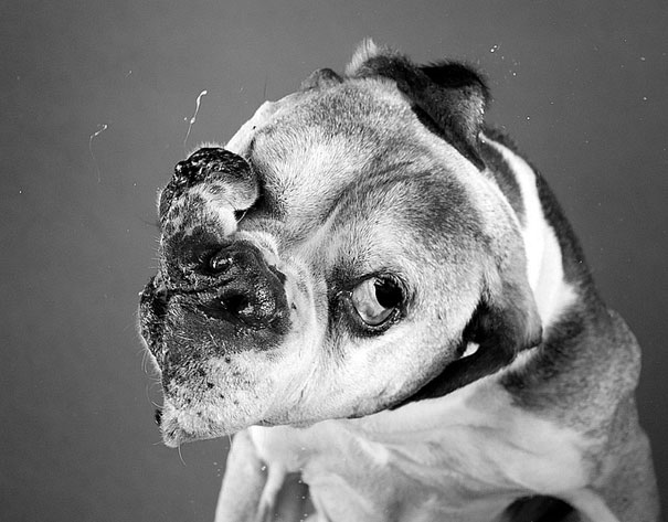 Shake: Dogs Caught In Motion by Carli Davidson Shake: Dogs Caught In Motion by Carli Davidson