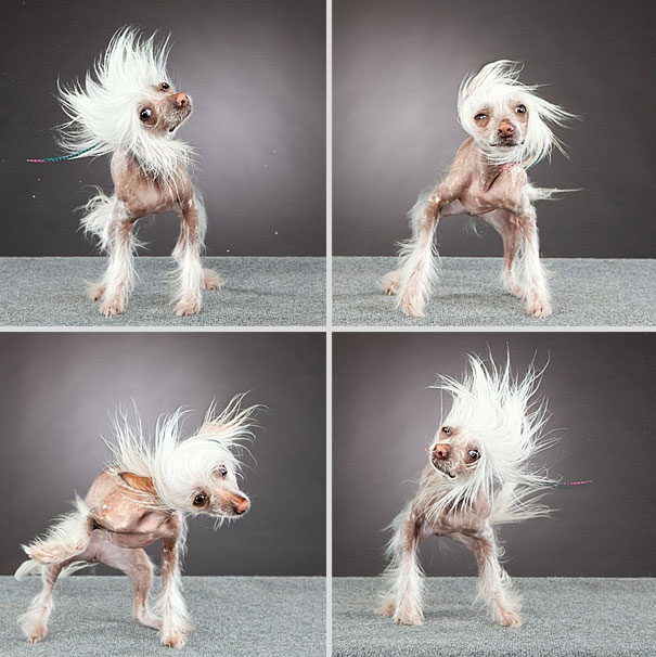 Shake: Dogs Caught In Motion by Carli Davidson Shake: Dogs Caught In Motion by Carli Davidson