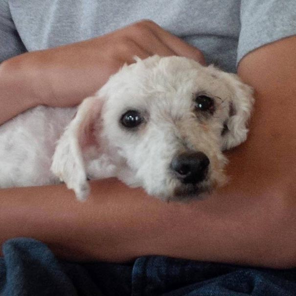 Shrek's Amazing Rescue Story: Abandoned Dog Goes From Woods To Loving Home