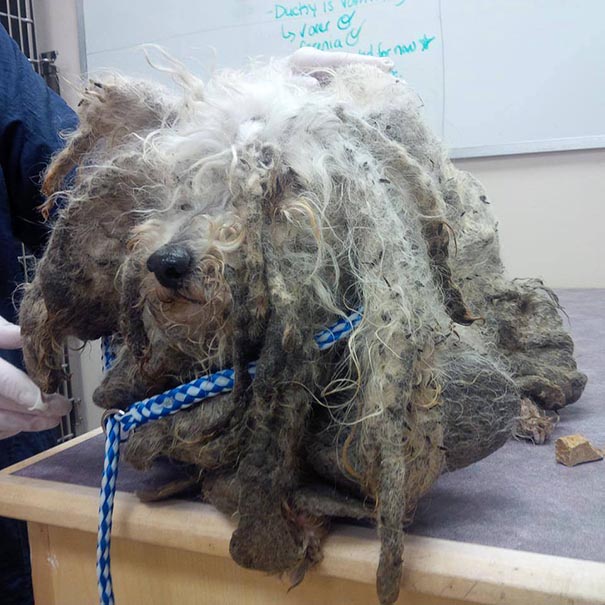 Shrek's Amazing Rescue Story: Abandoned Dog Goes From Woods To Loving Home Shrek's Amazing Rescue Story: Abandoned Dog Goes From Woods To Loving Home